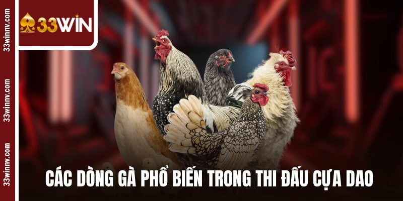 Các dòng gà phổ biến trong thi đấu cựa dao